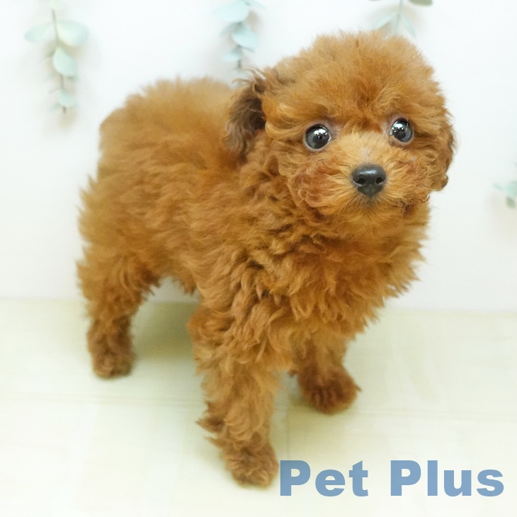 愛媛県のトイプードル(トイ) (ペットプラス 新居浜店/2026年2月21日生まれ/女の子/レッド)の子犬の2枚目の画像