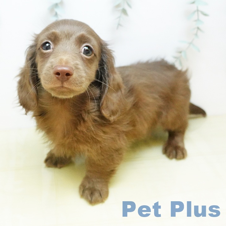 宮城県のミニチュアダックスフンド(ロング) (ペットプラス 名取店/2026年2月20日生まれ/男の子/ブラウン)の子犬の1枚目の画像