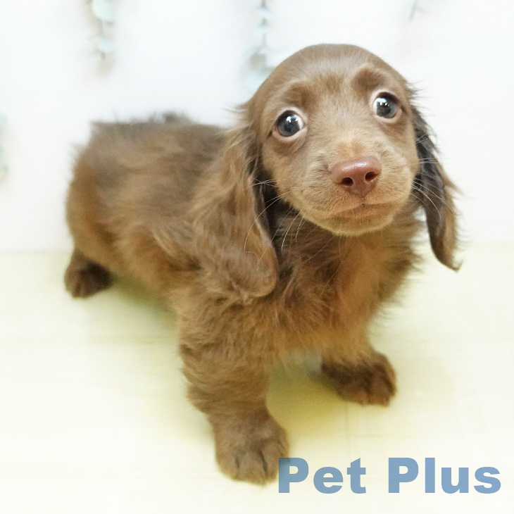 宮城県のミニチュアダックスフンド(ロング) (ペットプラス 名取店/2026年2月20日生まれ/男の子/ブラウン)の子犬の2枚目の画像