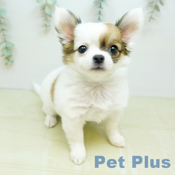 愛媛県のチワワ(ロング) (ペットプラス 新居浜店/2026年2月24日生まれ/女の子/パーティーカラー)の子犬の1枚目の画像