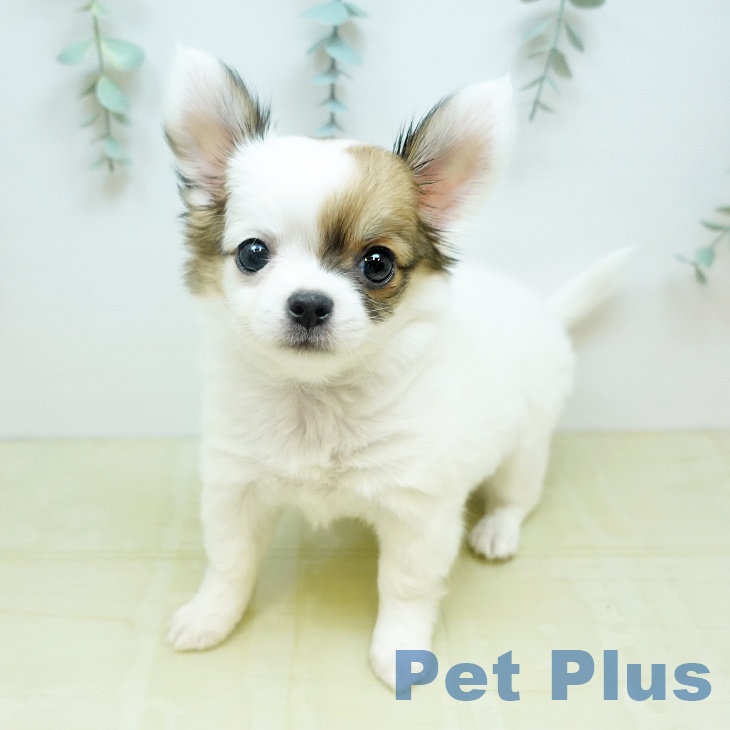愛媛県のチワワ(ロング) (ペットプラス 新居浜店/2026年2月24日生まれ/女の子/パーティーカラー)の子犬の2枚目の画像