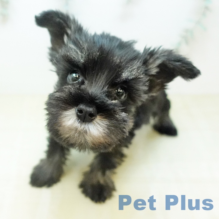 ミニチュア・シュナウザーの写真2