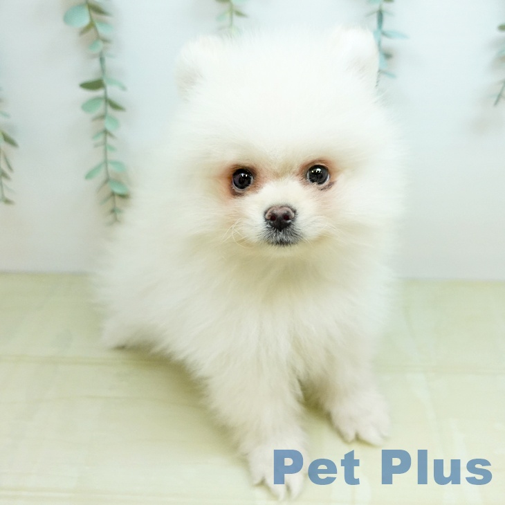長野県のポメラニアン (ペットプラス 松本店/2026年2月27日生まれ/男の子/クリーム)の子犬の1枚目の画像