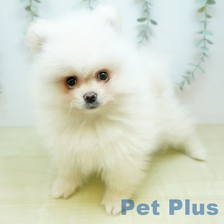 長野県のポメラニアン (ペットプラス 松本店/2026年2月27日生まれ/男の子/クリーム)の子犬の2枚目の画像