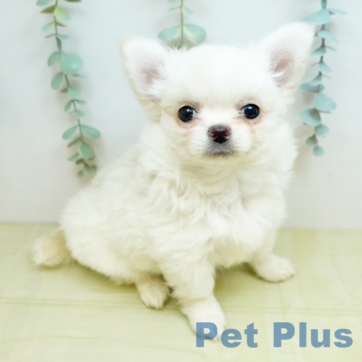 香川県のチワワ(ロング) (ペットプラス 高松店/2026年2月27日生まれ/男の子/クリーム)の子犬