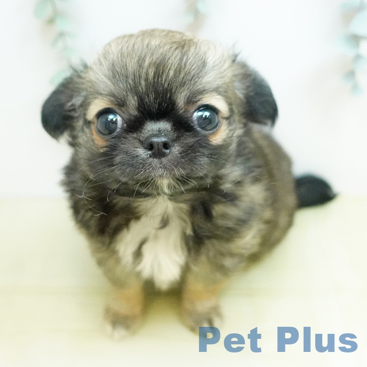 岡山県のチワワ(ロング) (ペットプラス 岡山店/2026年2月27日生まれ/女の子/フォーン)の子犬の1枚目の画像