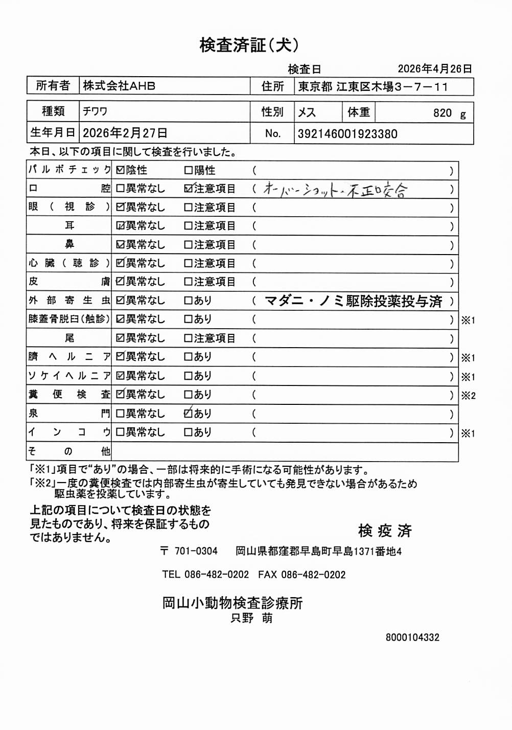 チワワ