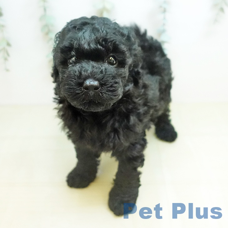 岡山県のトイプードル(トイ) (ペットプラス 岡山店/2026年2月27日生まれ/男の子/ブラックタン)の子犬の1枚目の画像