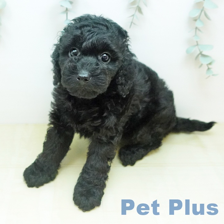 トイ・プードル