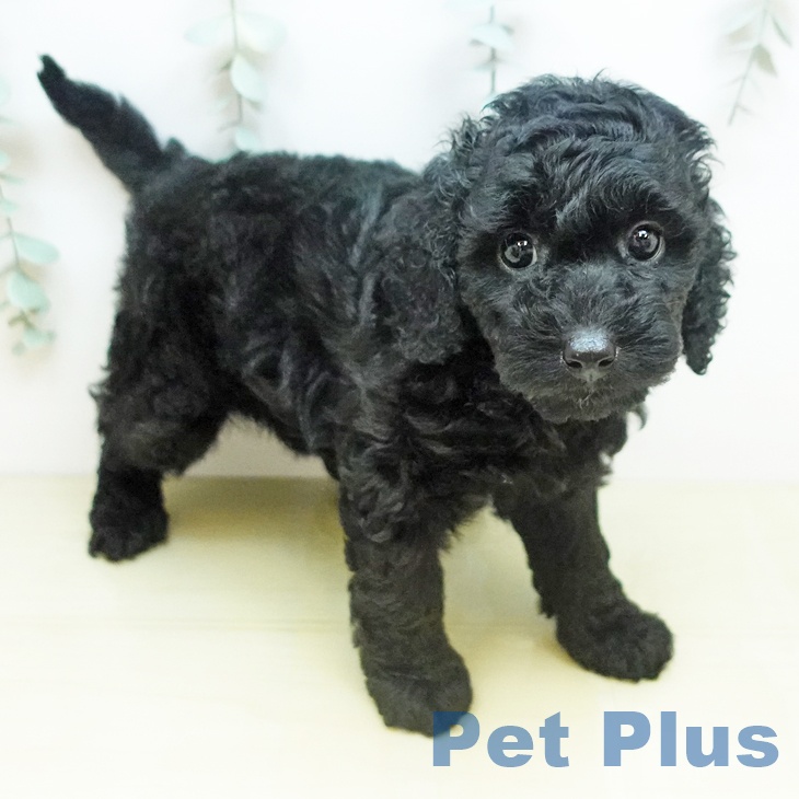 トイ・プードルの写真2