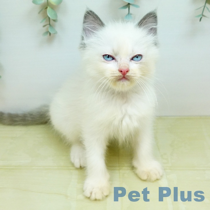 ラグドールの写真2