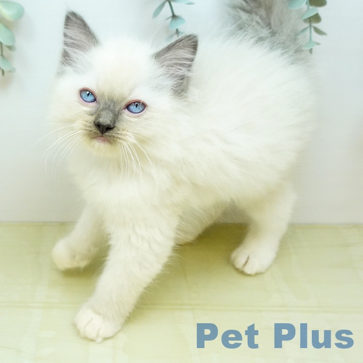 徳島県のラグドール (ペットプラス 徳島店/2026年2月26日生まれ/男の子/ブルーポイントミテッド)の子猫