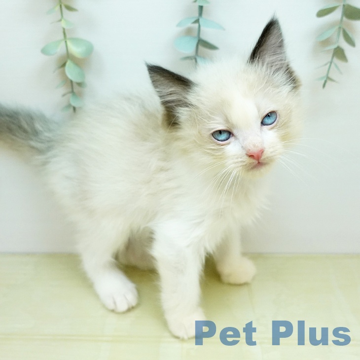 ラグドールの写真2