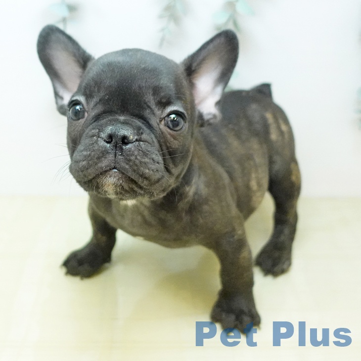 フレンチ・ブルドッグの写真2