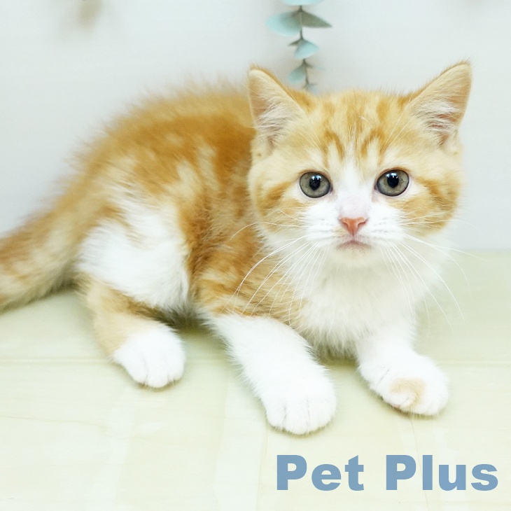 香川県のスコティッシュフォールド (ペットプラス 高松店/2026年2月27日生まれ/男の子/レッドタビーホワイト)の子猫の1枚目の画像