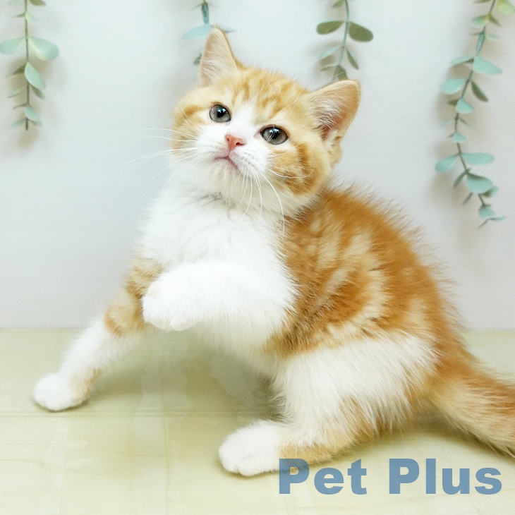 香川県のスコティッシュフォールド (ペットプラス 高松店/2026年2月27日生まれ/男の子/レッドタビーホワイト)の子猫の2枚目の画像