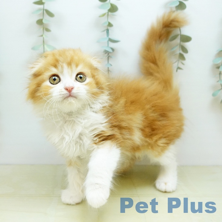 岡山県のスコティッシュフォールド (ペットプラス 岡山店/2026年2月27日生まれ/男の子/レッドタビーホワイト)の子猫の1枚目の画像