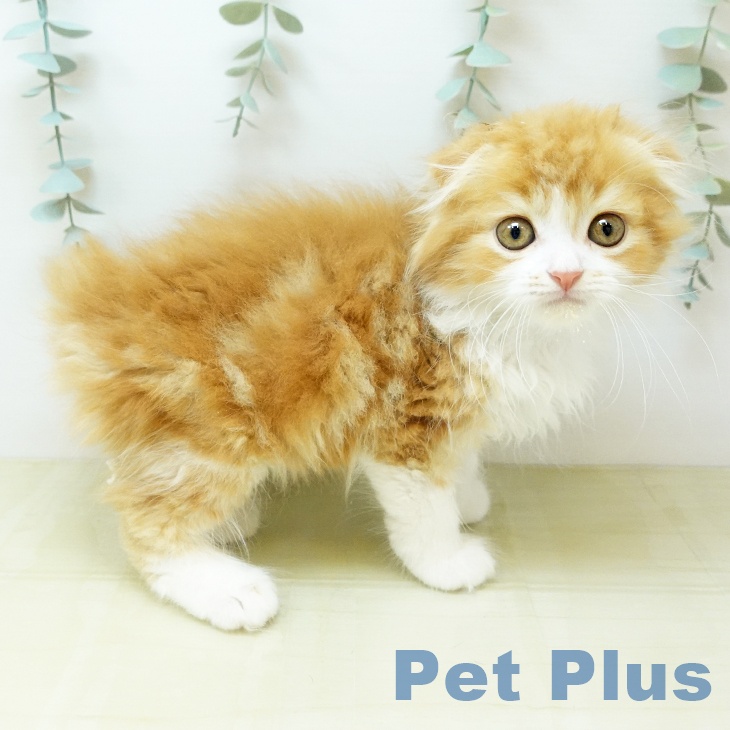 岡山県のスコティッシュフォールド (ペットプラス 岡山店/2026年2月27日生まれ/男の子/レッドタビーホワイト)の子猫の2枚目の画像