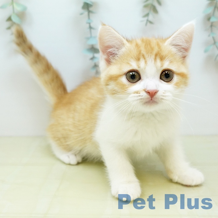 スコティッシュフォールド