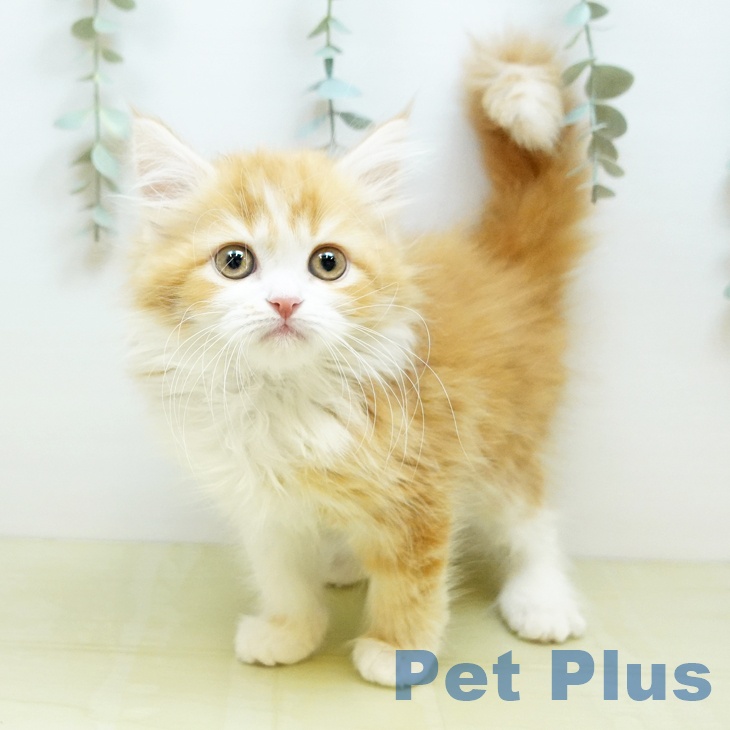 徳島県のスコティッシュフォールド (ペットプラス 徳島店/2026年2月27日生まれ/女の子/レッドタビーホワイト)の子猫