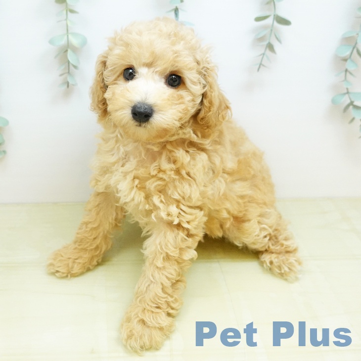 トイ・プードルの写真2