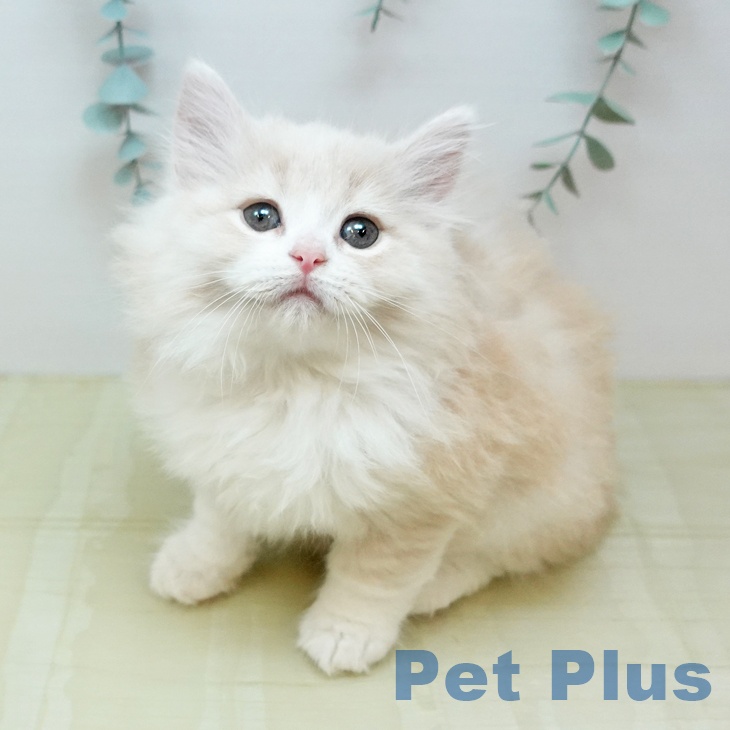 ノルウェージャンフォレストキャットの写真2