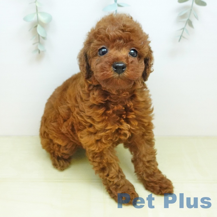 徳島県のトイプードル(トイ) (ペットプラス 徳島店/2026年2月28日生まれ/男の子/レッド)の子犬