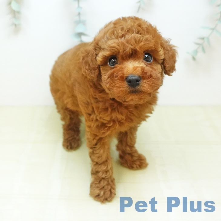 香川県のトイプードル(トイ) (ペットプラス 高松店/2026年3月4日生まれ/男の子/レッド)の子犬