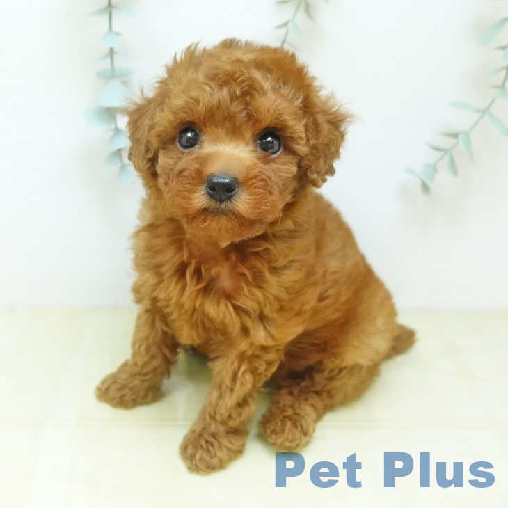 鳥取県のトイプードル(トイ) (ペッツワン 日吉津店/2026年3月4日生まれ/女の子/レッド)の子犬