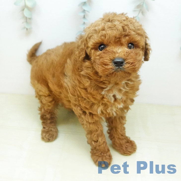 大阪府のトイプードル(トイ) (ペットプラス 四條畷店/2026年3月3日生まれ/男の子/レッド)の子犬の1枚目の画像