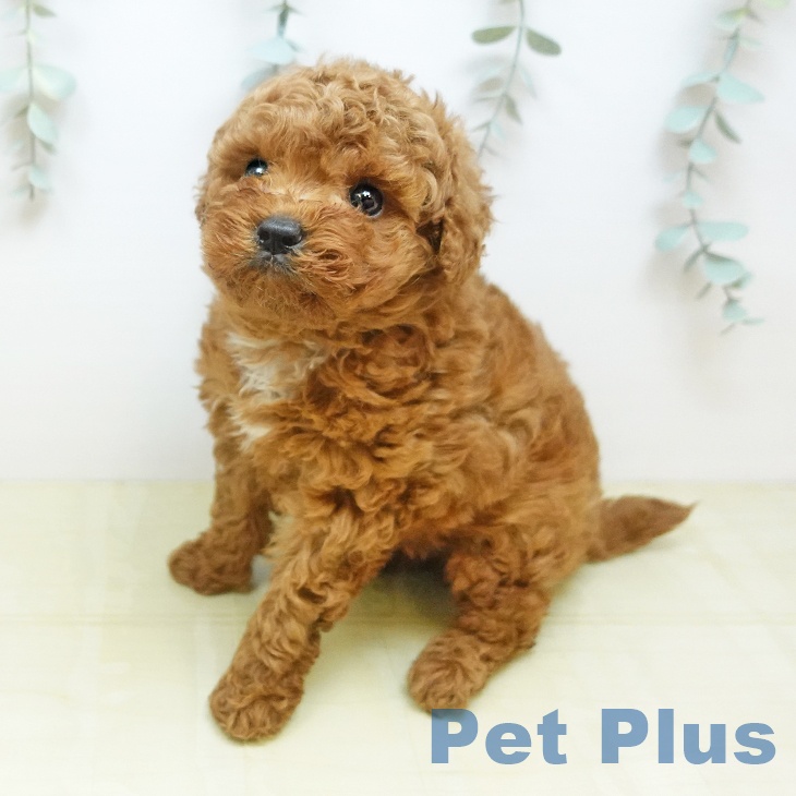 大阪府のトイプードル(トイ) (ペットプラス 四條畷店/2026年3月3日生まれ/男の子/レッド)の子犬の2枚目の画像