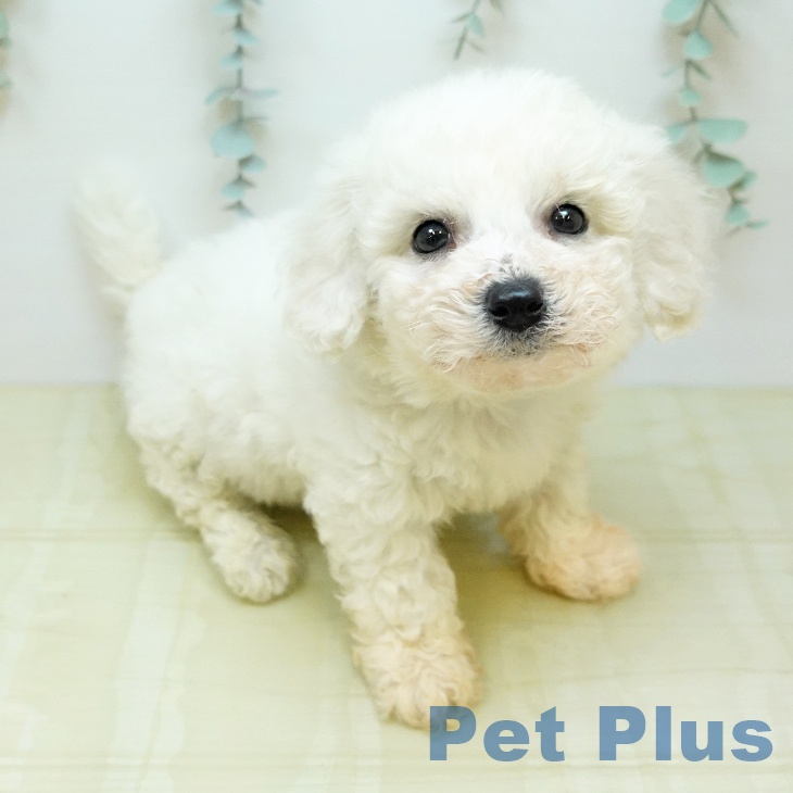 愛媛県のビションフリーゼ (ペットプラス 新居浜店/2026年3月1日生まれ/男の子/ホワイト)の子犬