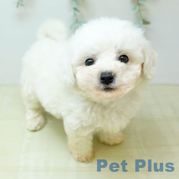 岡山県のビションフリーゼ (ペットプラス 岡山店/2026年3月1日生まれ/男の子/ホワイト)の子犬