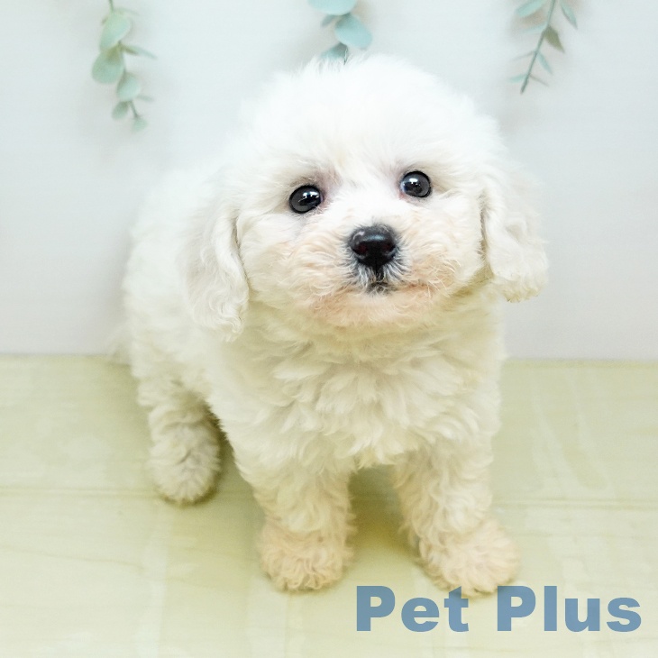 香川県のビションフリーゼ (ペットプラス 高松店/2026年3月1日生まれ/女の子/ホワイト)の子犬