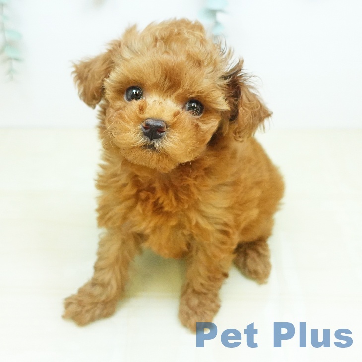 岡山県のトイプードル(トイ) (ペットプラス 岡山店/2026年3月6日生まれ/女の子/レッド)の子犬