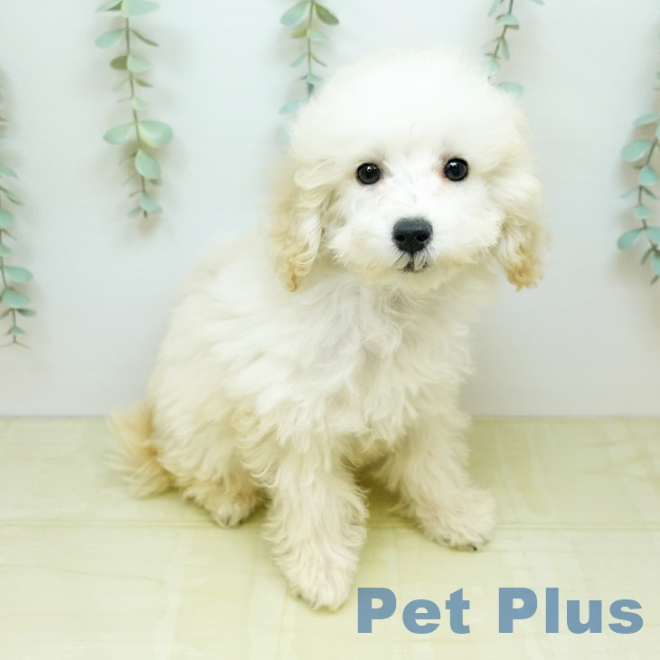 岡山県のトイプードル(トイ) (ペッツワン 岡山南店/2026年2月20日生まれ/男の子/クリーム)の子犬