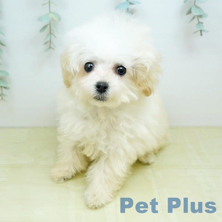 鳥取県のトイプードル(トイ) (ペッツワン 日吉津店/2026年2月20日生まれ/女の子/クリーム)の子犬