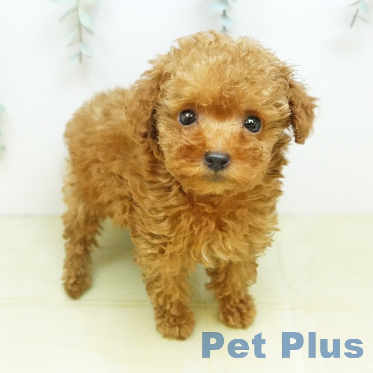 香川県のトイプードル(トイ) (ペットプラス 綾川店/2026年3月1日生まれ/男の子/レッド)の子犬