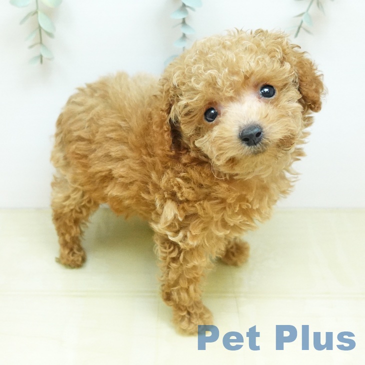 岡山県のトイプードル(トイ) (ペットプラス 岡山店/2026年3月1日生まれ/男の子/アプリコット)の子犬