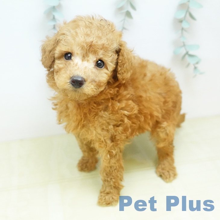 千葉県のトイプードル(トイ) (ペットプラス 成田店/2026年3月11日生まれ/男の子/レッド)の子犬