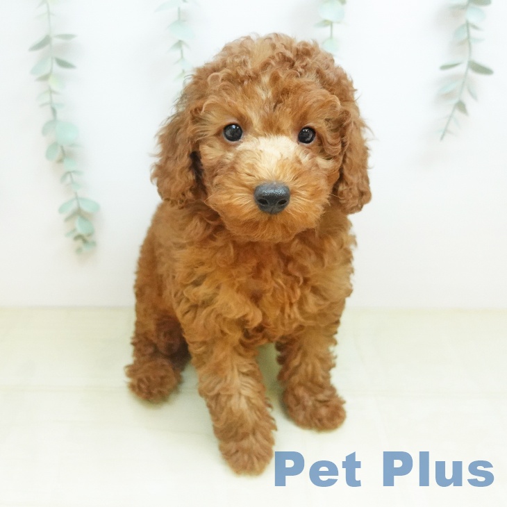 香川県のトイプードル(トイ) (ペットプラス 高松店/2026年3月11日生まれ/男の子/レッド)の子犬の1枚目の画像