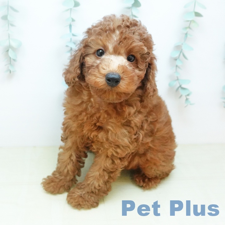 香川県のトイプードル(トイ) (ペットプラス 高松店/2026年3月11日生まれ/男の子/レッド)の子犬の2枚目の画像