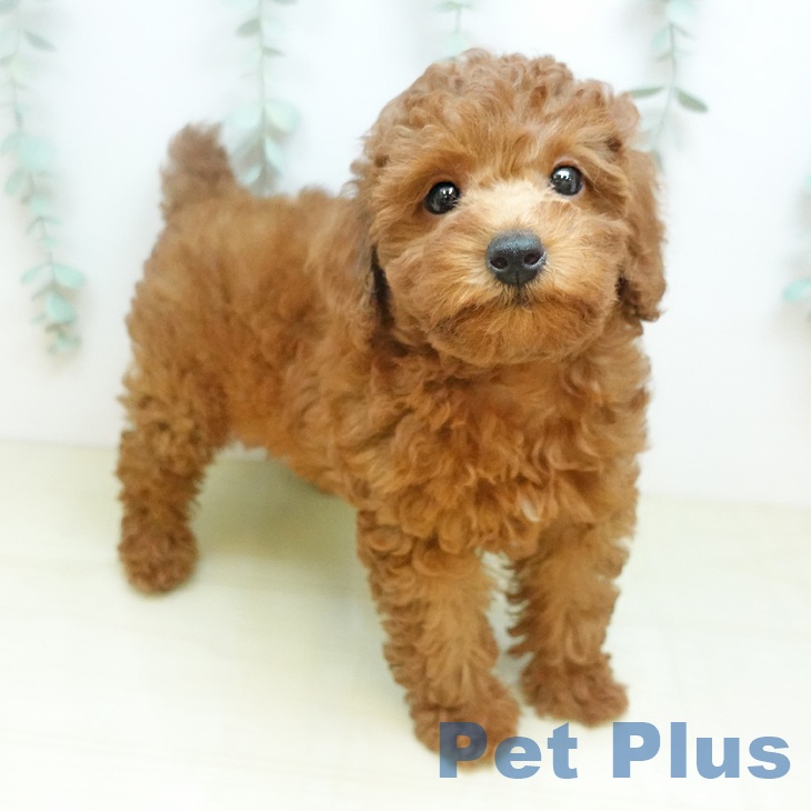 徳島県のトイプードル(トイ) (ペットプラス 徳島店/2026年3月11日生まれ/女の子/レッド)の子犬の1枚目の画像