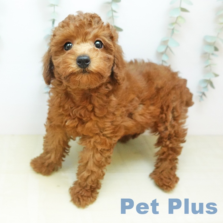 徳島県のトイプードル(トイ) (ペットプラス 徳島店/2026年3月11日生まれ/女の子/レッド)の子犬の2枚目の画像