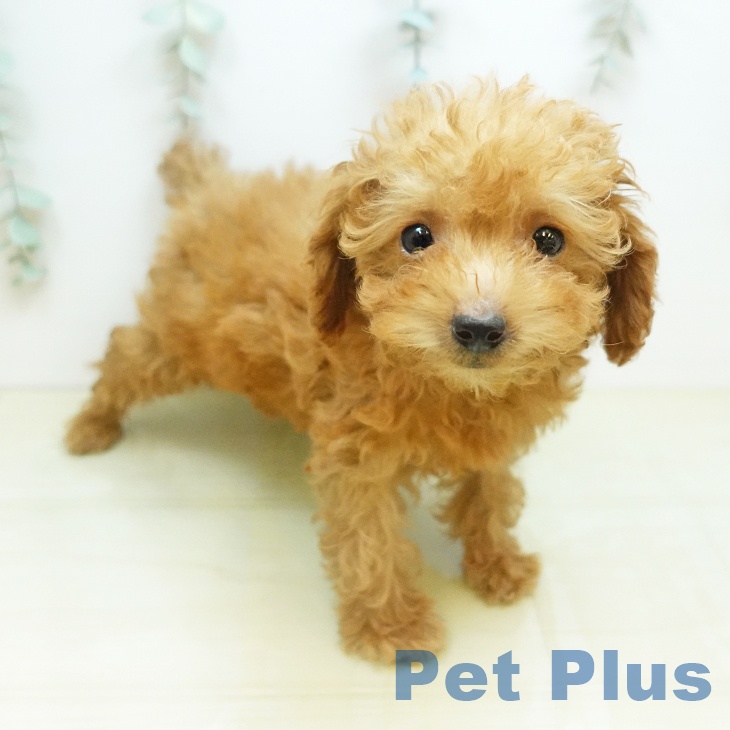 鳥取県のトイプードル(トイ) (ペッツワン 日吉津店/2026年3月1日生まれ/男の子/レッド)の子犬の1枚目の画像