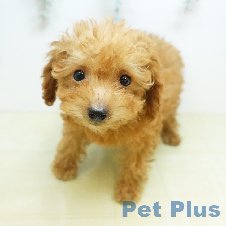 鳥取県のトイプードル(トイ) (ペッツワン 日吉津店/2026年3月1日生まれ/男の子/レッド)の子犬の2枚目の画像