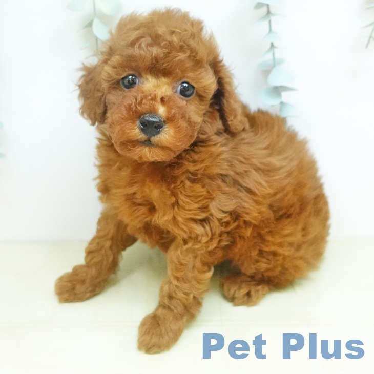 神奈川県のトイプードル(トイ) (ペッツワン 小田原店/2026年3月20日生まれ/男の子/レッド)の子犬の1枚目の画像