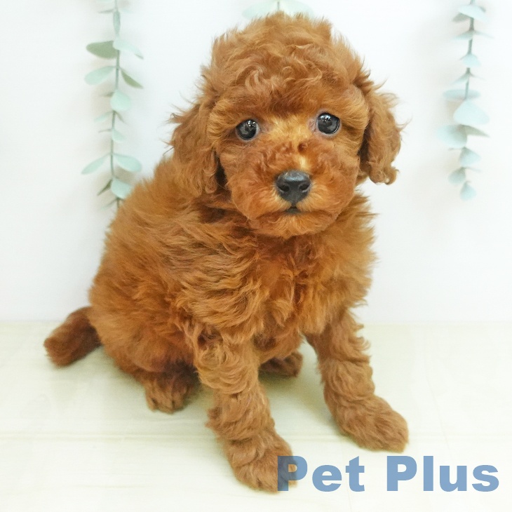 神奈川県のトイプードル(トイ) (ペッツワン 小田原店/2026年3月20日生まれ/男の子/レッド)の子犬の2枚目の画像
