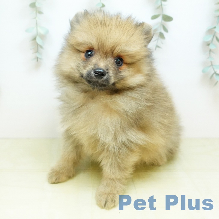 奈良県のポメラニアン (ペットプラス 大和郡山店/2026年3月20日生まれ/女の子/オレンジ)の子犬の1枚目の画像