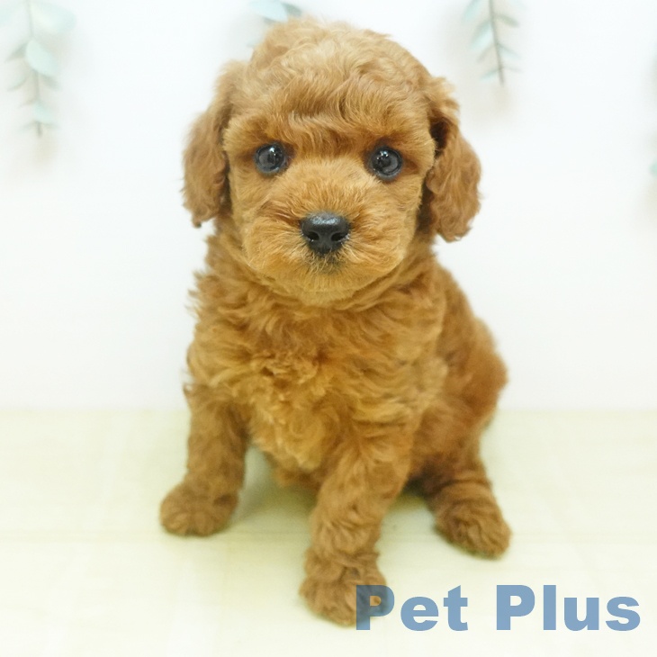 長野県のトイプードル(トイ) (ペットプラス 松本店/2026年3月21日生まれ/男の子/レッドフォーン)の子犬の1枚目の画像